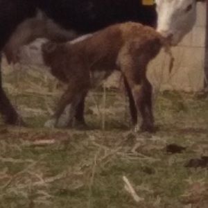 Meet your Posher, Hailey